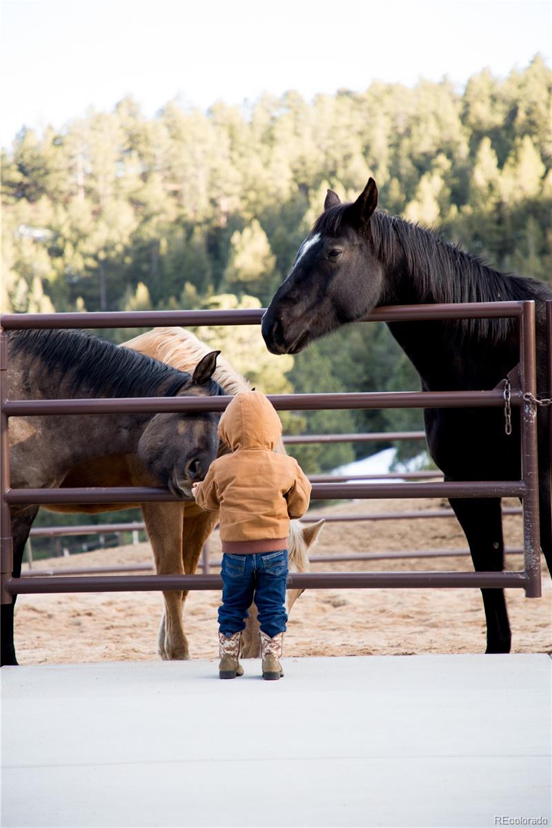 1334 South Grapevine Road Golden, CO 80401 - Photo 26 of 36 a view of entryway and hall