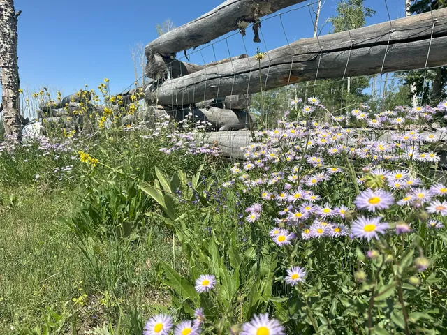 a backyard of a house with lots of green space and glass windows