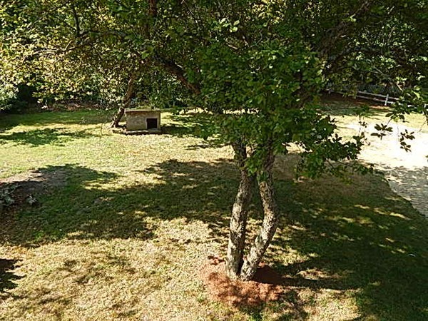 12 Gerard Avenue Freetown, MA 02717 - Photo 10 of 30 a view of a yard with a tree