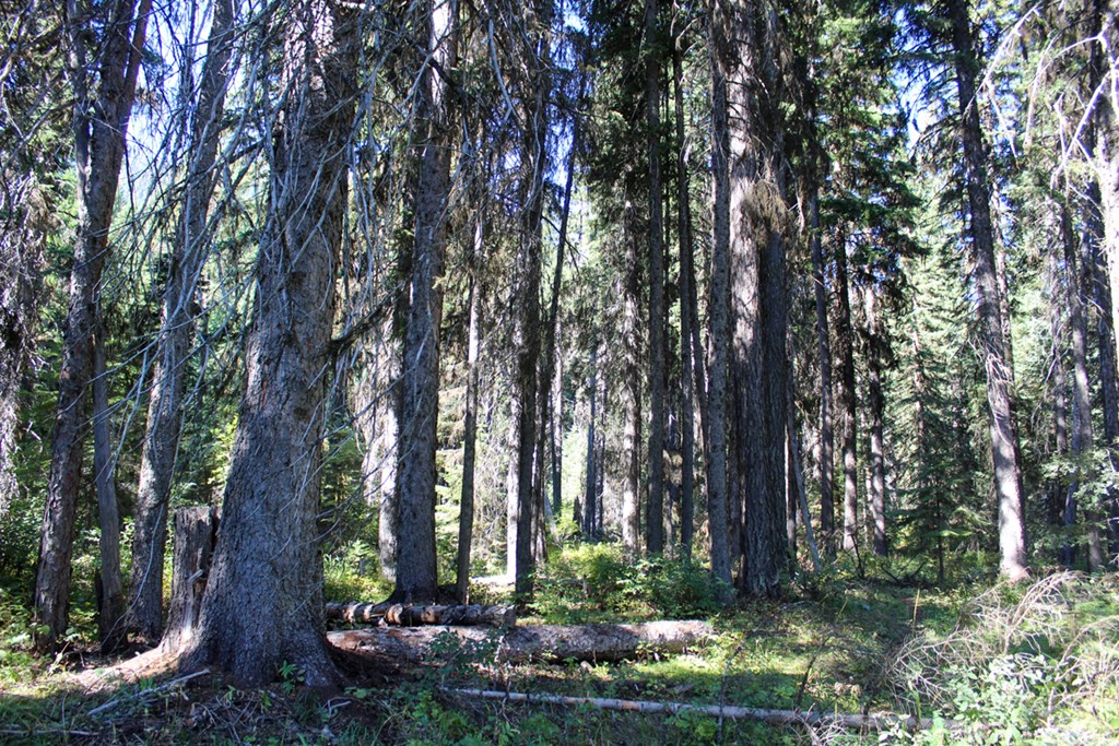Tax #3 West Tax Road Donnelly, ID 83615 - Photo 12 of 15 Luscious Mature Forest