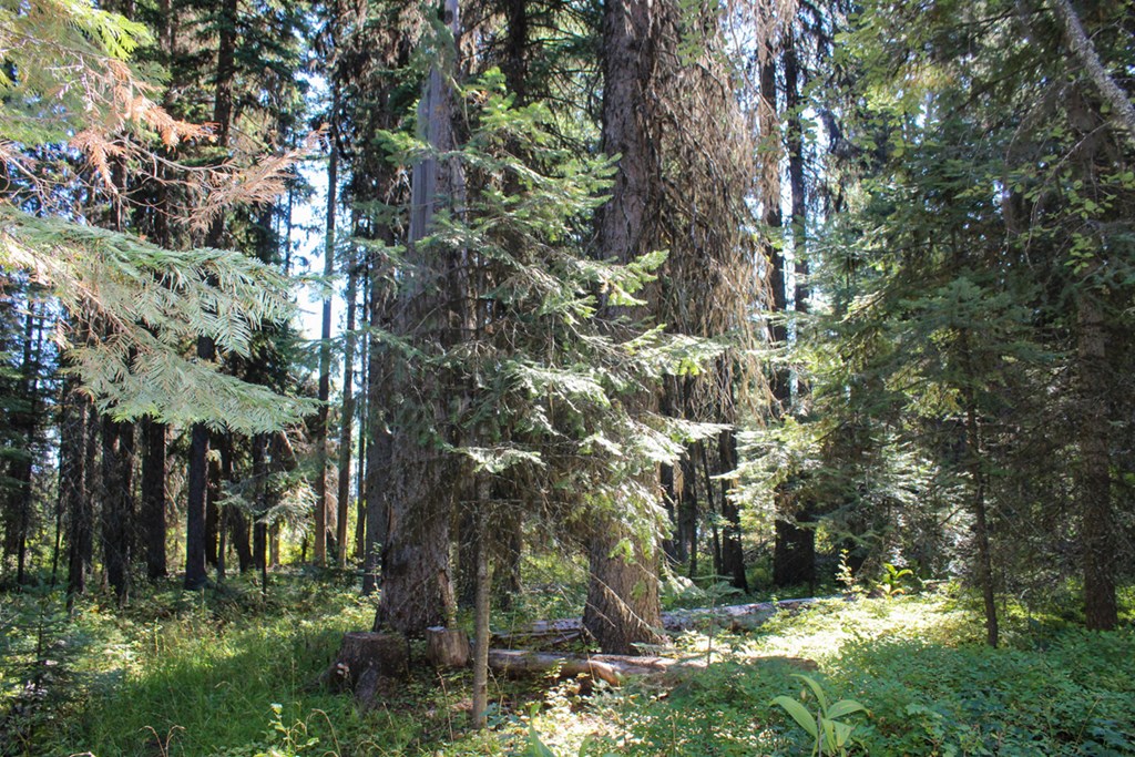 Tax #3 West Tax Road Donnelly, ID 83615 - Photo 9 of 15 Beautiful Foliage & Level Ground