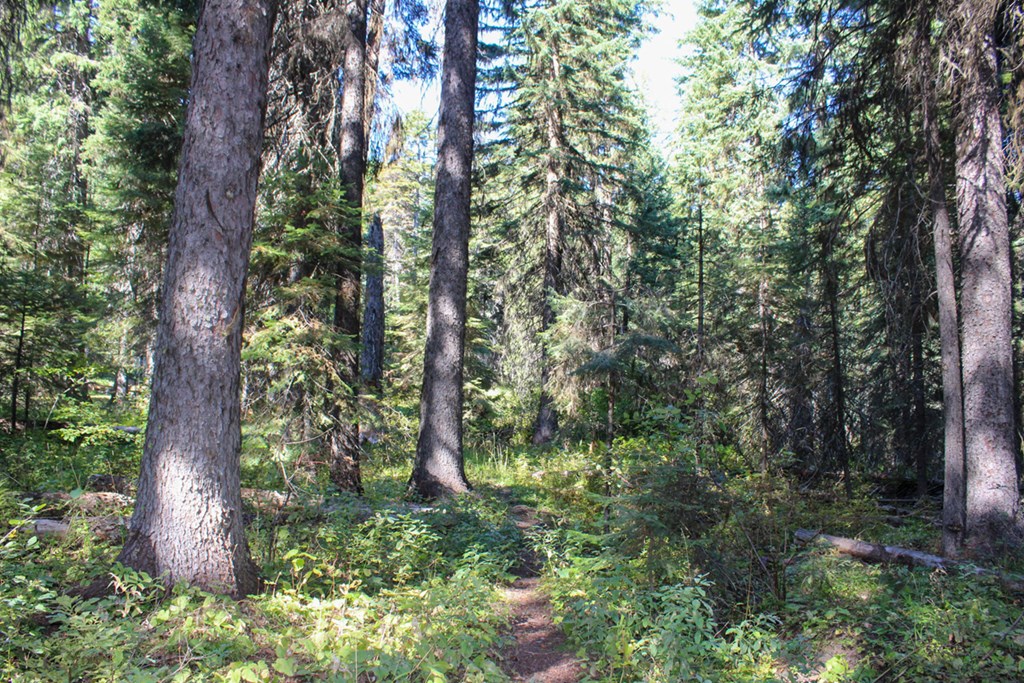 Tax #3 West Tax Road Donnelly, ID 83615 - Photo 10 of 15 Pathway Through The Forest