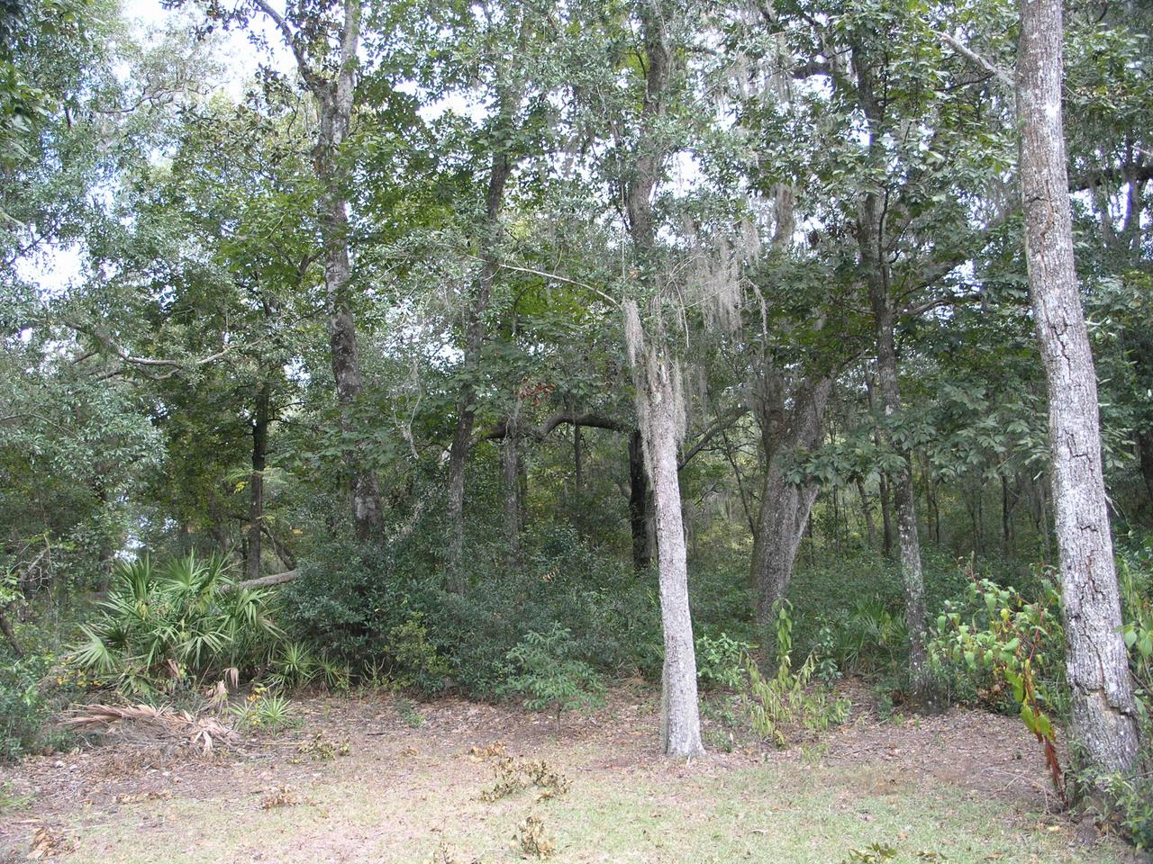 4624 South Bellamy Road Keystone Heights, FL 32656 - Photo 11 of 12 Beautiful Wooded Land