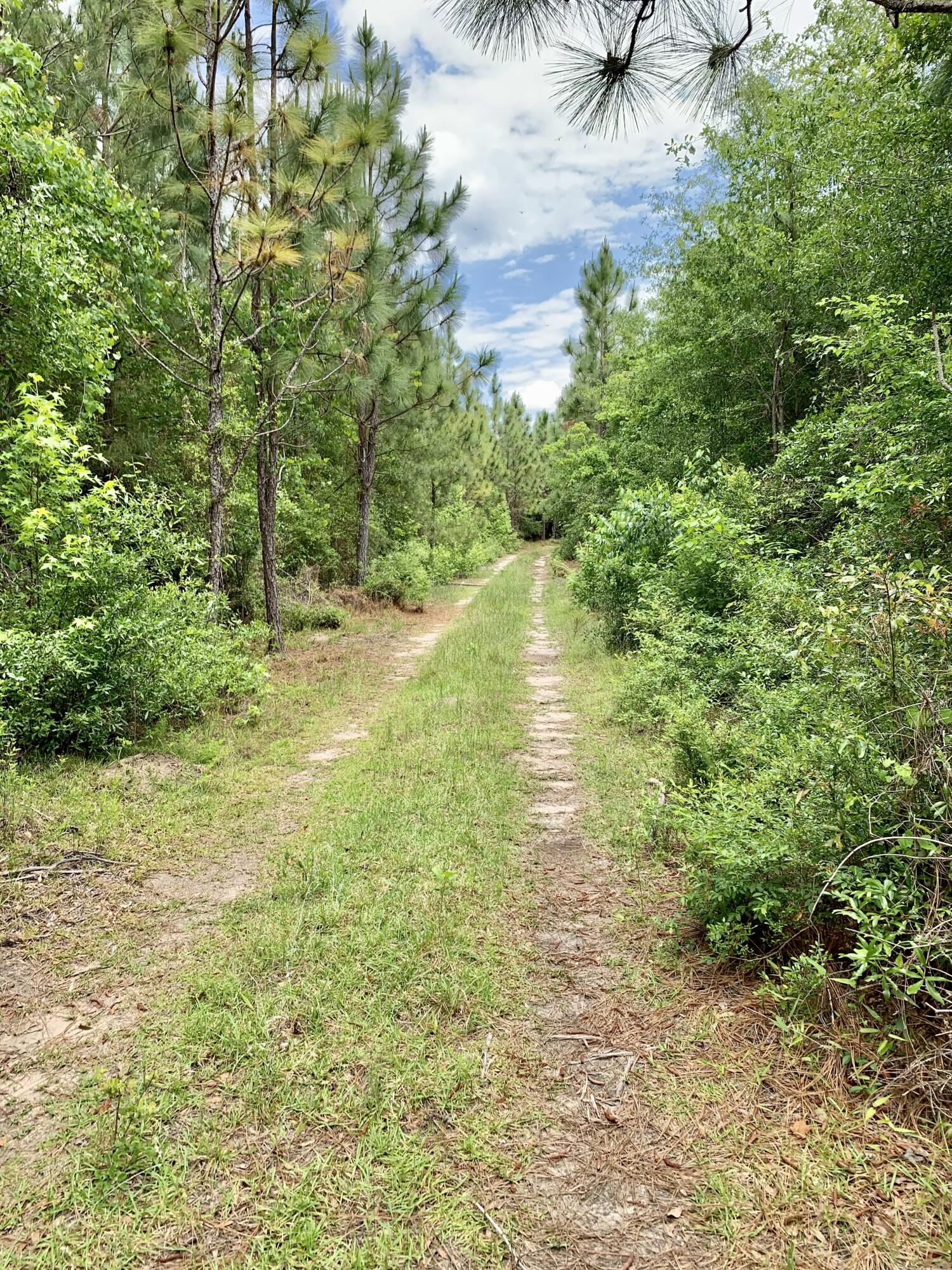 5651 Wire Road Branchville, SC 29432 - Photo 14 of 19 8D6042D8-2621-49EB-8ED2-537C53FEA130