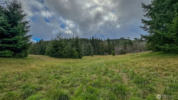 a view of a forest with a tree