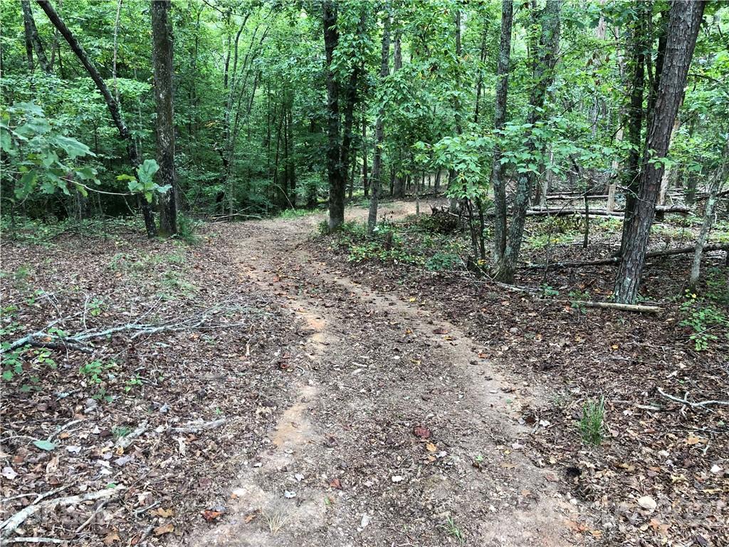 1805 Dark Corner Road Rutherfordton, NC 28139 - Photo 14 of 40 a view of some trees in the forest