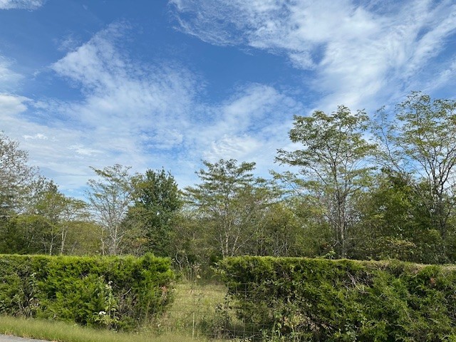 8919 Carlton Road Christiana, TN 37037 - Photo 5 of 12 a view of a yard
