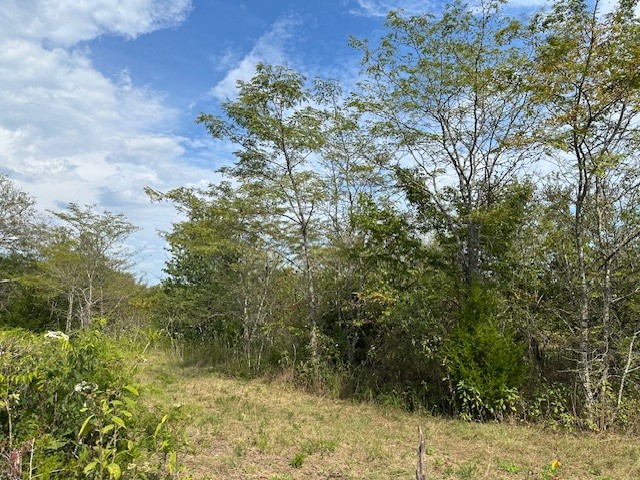 8919 Carlton Road Christiana, TN 37037 - Photo 6 of 12 a view of a yard