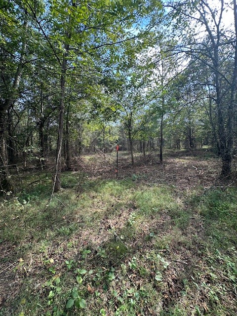 8919 Carlton Road Christiana, TN 37037 - Photo 9 of 12 a backyard of a house with lots of plants and large tree