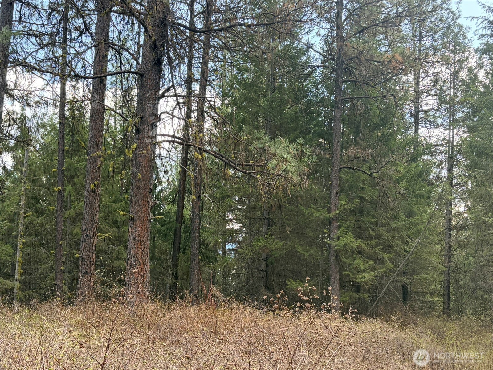 111-tbd W West Curlew Lake Road Republic, WA 99166 - Photo 2 of 16