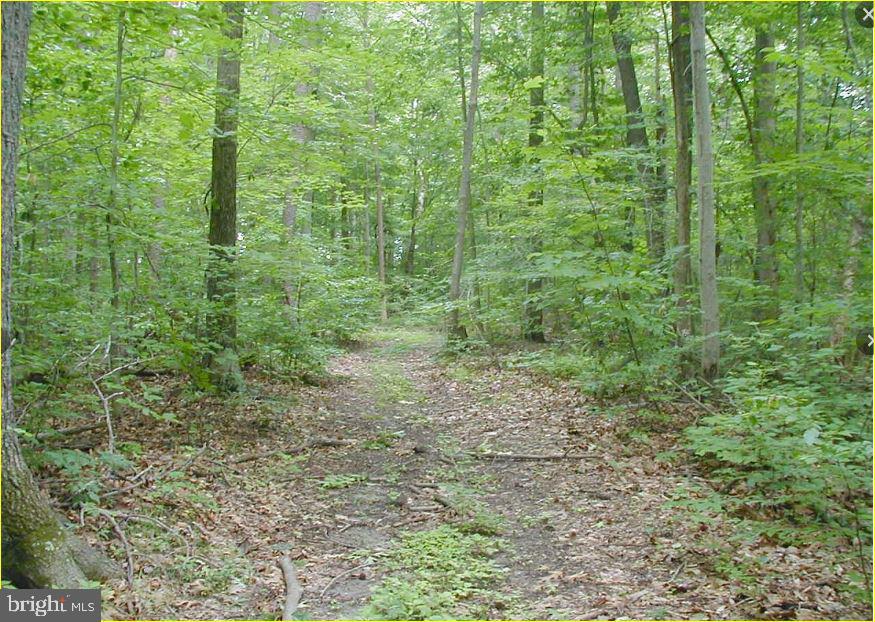 12605 Cedarville Road Brandywine, MD 20613 - Photo 5 of 8 a view of a lush green forest with large trees