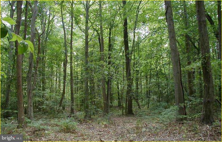 12605 Cedarville Road Brandywine, MD 20613 - Photo 7 of 8 a view of a forest that has large trees