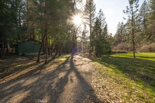 a view of yard with tree