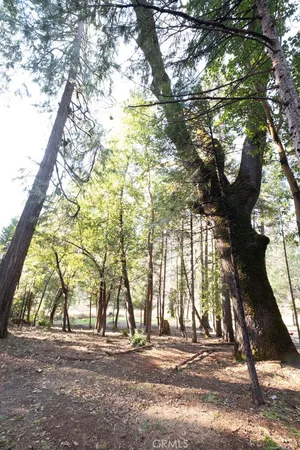 a view of a park that has a tree on the side of it