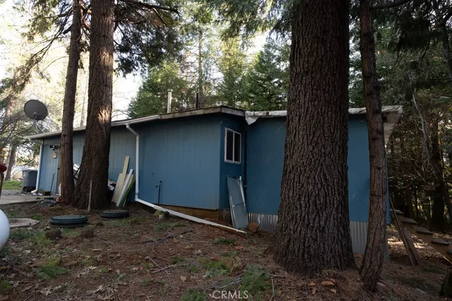 a view of a tree in the forest