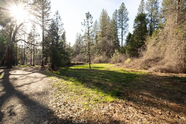 a view of a tree in the middle of a yard