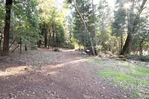 a view of a yard covered in the forest