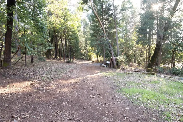 a view of a yard covered in the forest