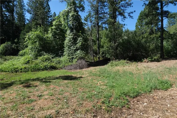 a view of a park with large trees