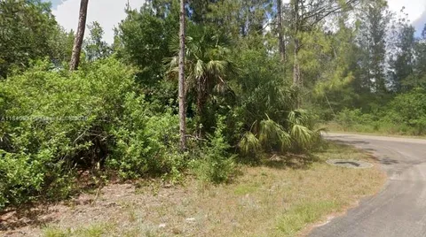 a view of a forest with trees in the background
