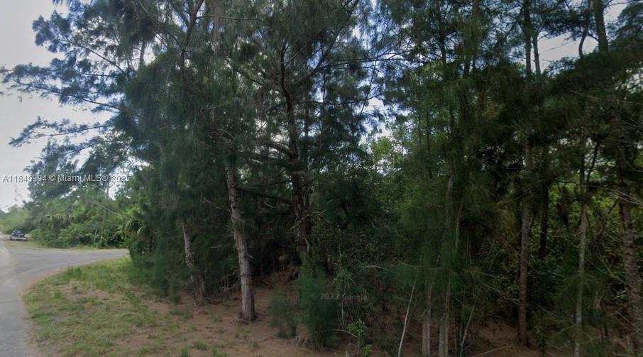 300 Ludlow Avenue Lehigh Acres, FL 33972 - Photo 6 of 7 a view of a forest with trees in the background