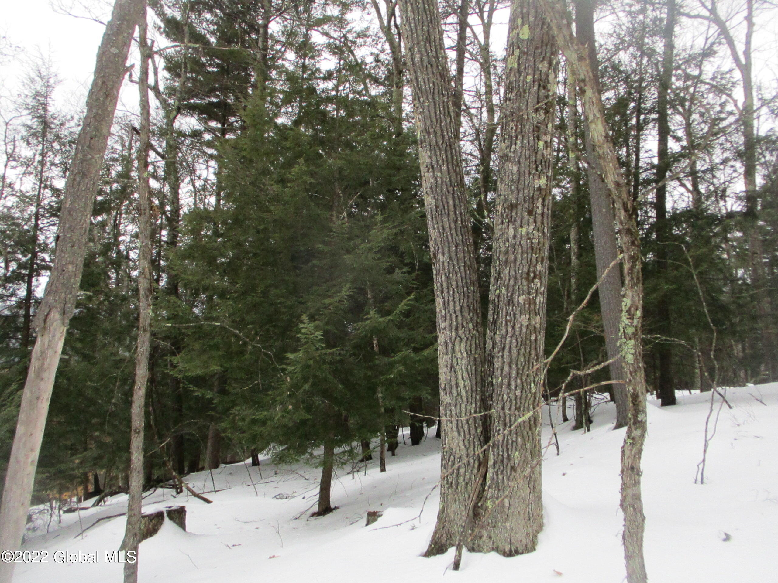 0 River Road Lake Luzerne, NY 12846 - Photo 18 of 32 29 Mature Red Oak from 2014 Thinning