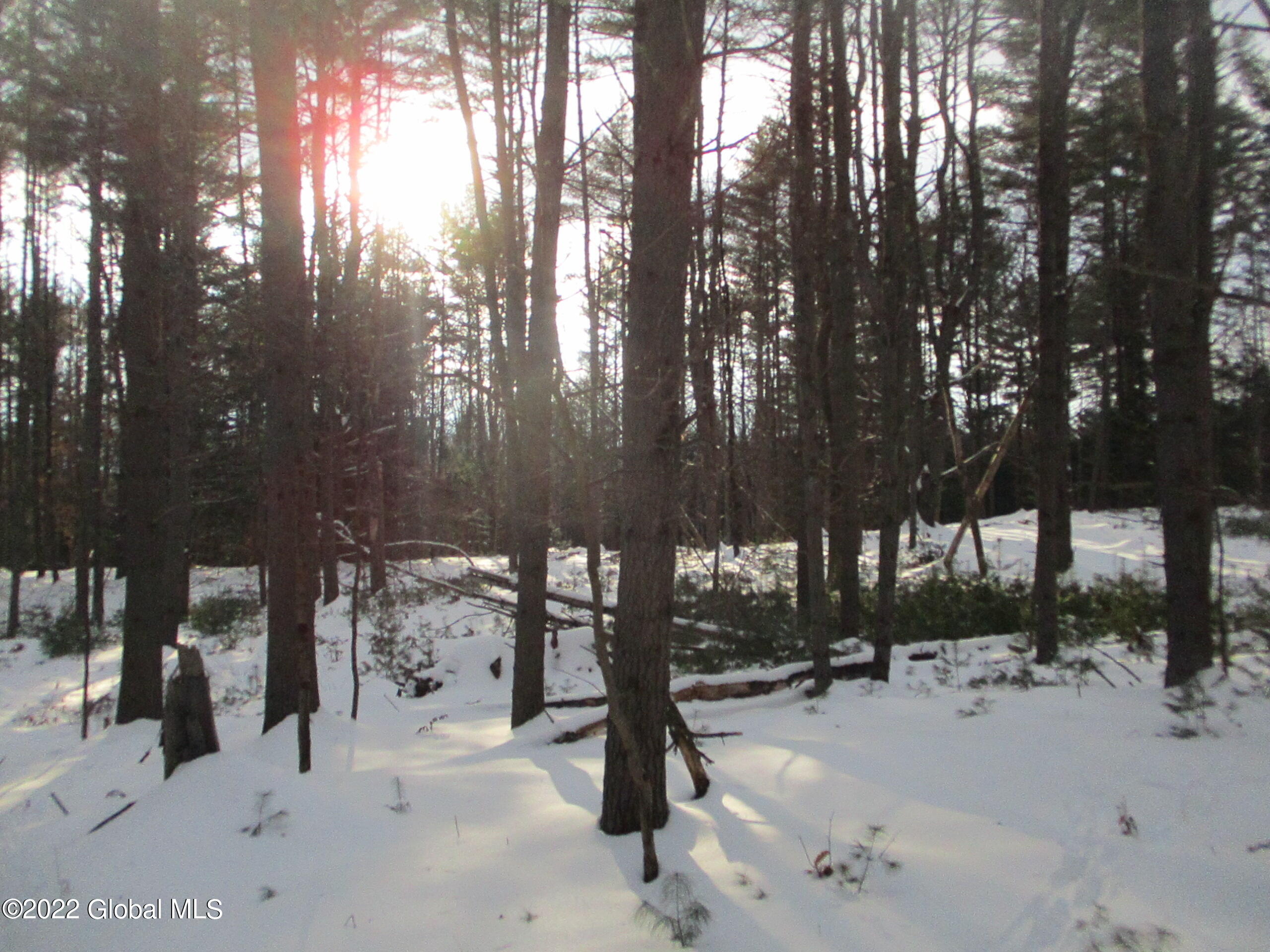 0 River Road Lake Luzerne, NY 12846 - Photo 20 of 32 59 White Pine Seedlings Resulting from T