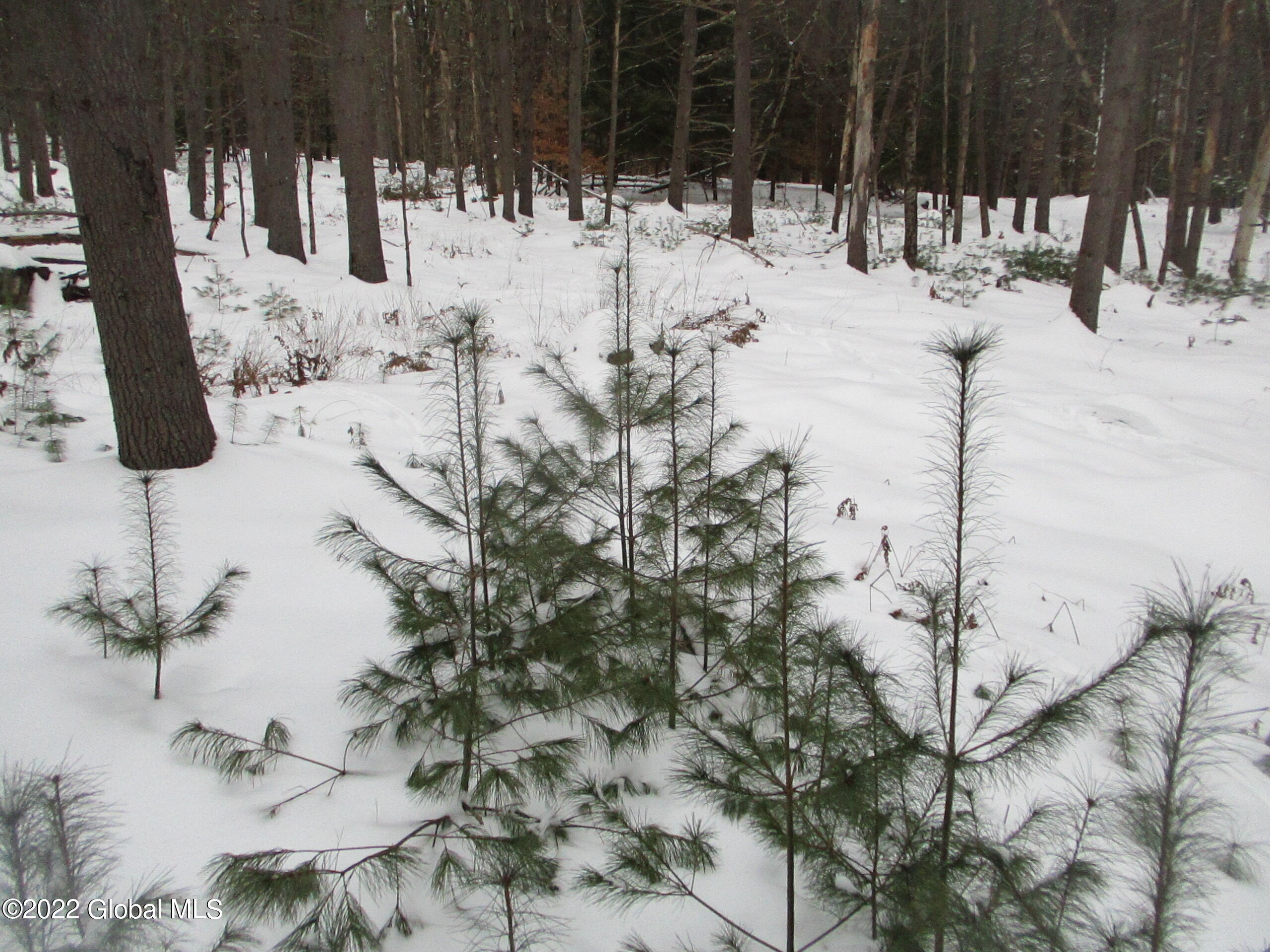 0 River Road Lake Luzerne, NY 12846 - Photo 2 of 32 02 Rapidly Growing White Pine Seedlings