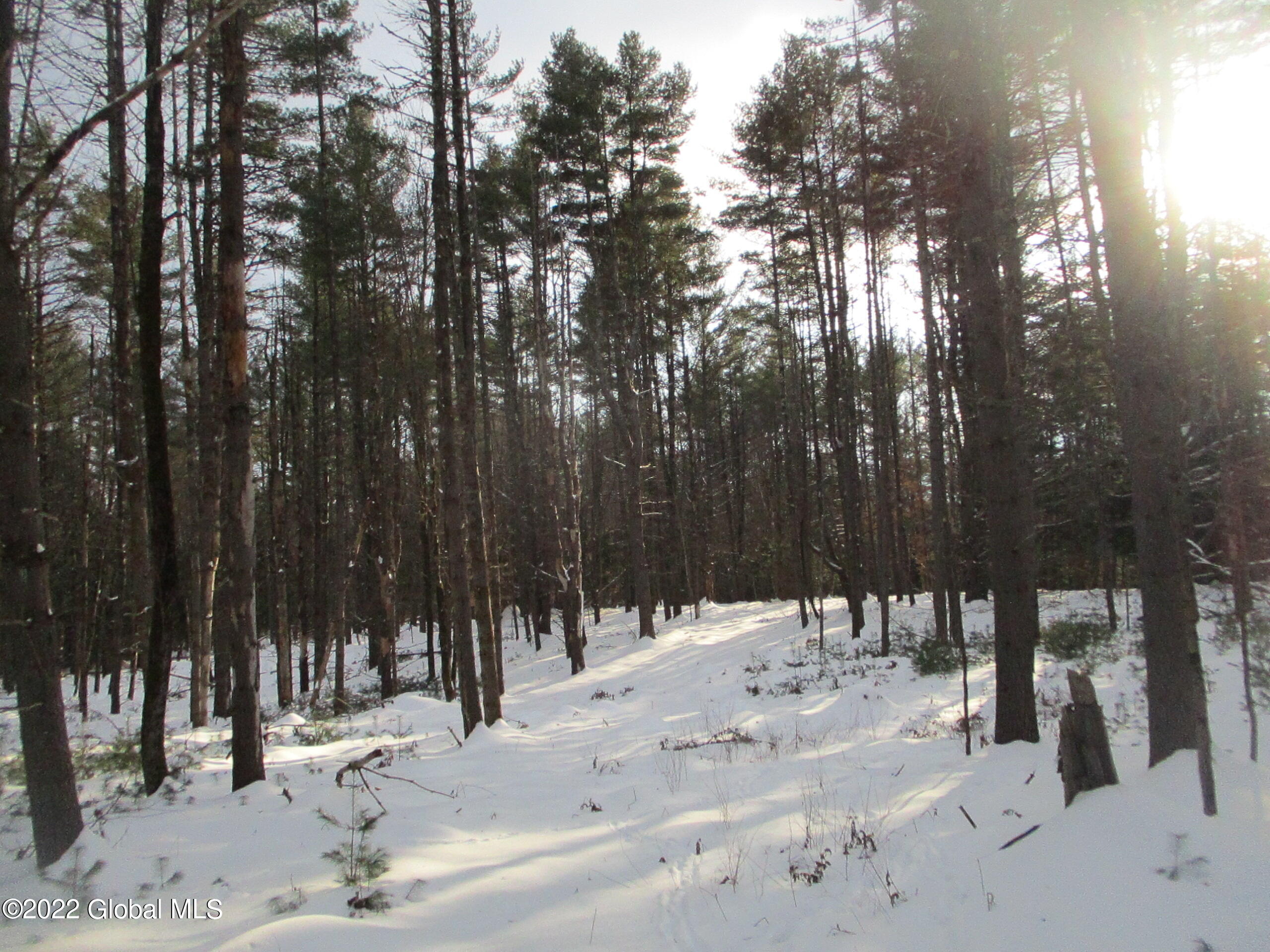 0 River Road Lake Luzerne, NY 12846 - Photo 21 of 32 60 White Pine & Seedlings