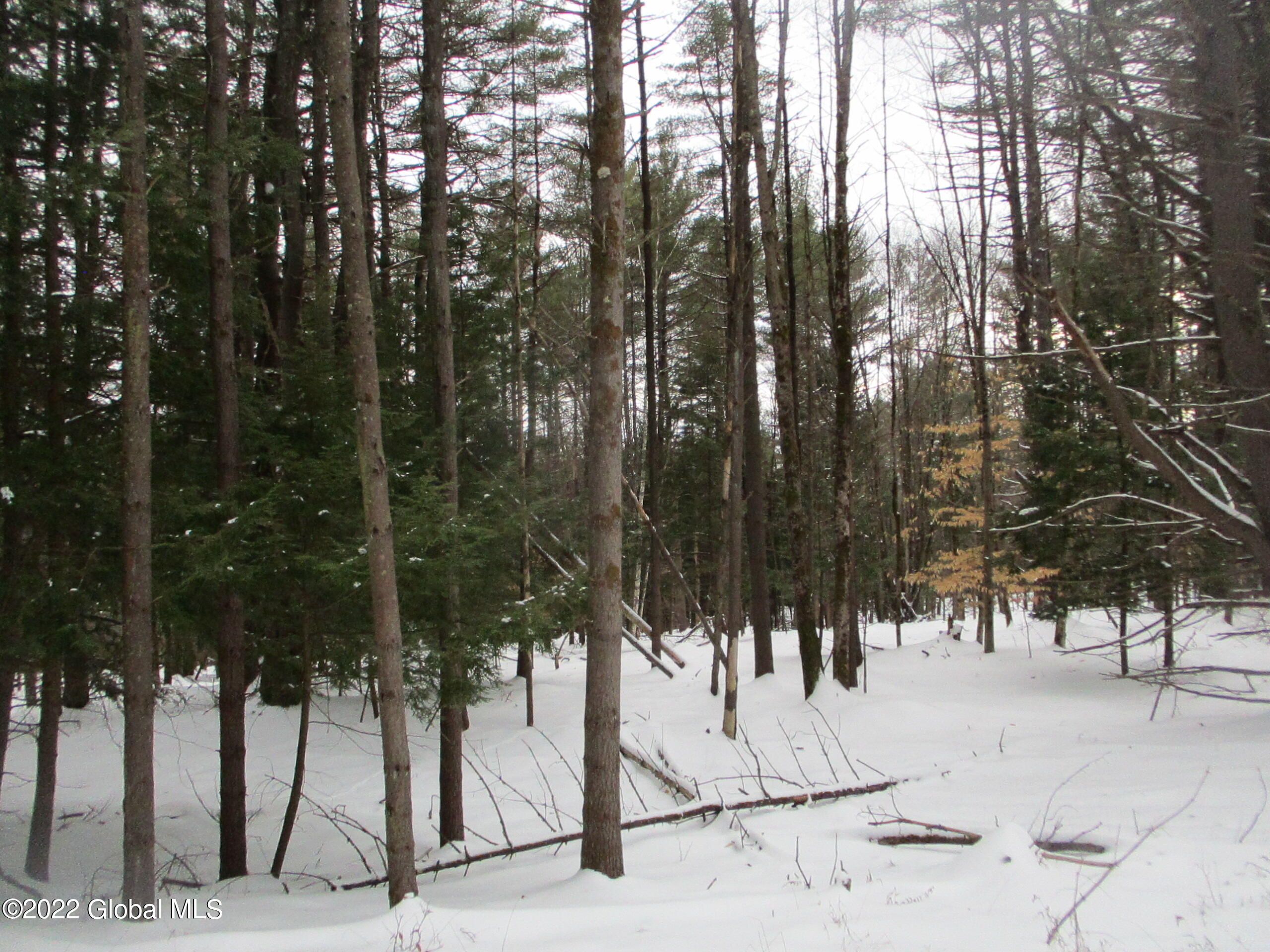 0 River Road Lake Luzerne, NY 12846 - Photo 22 of 32 56 Growing Diverse Tree Species