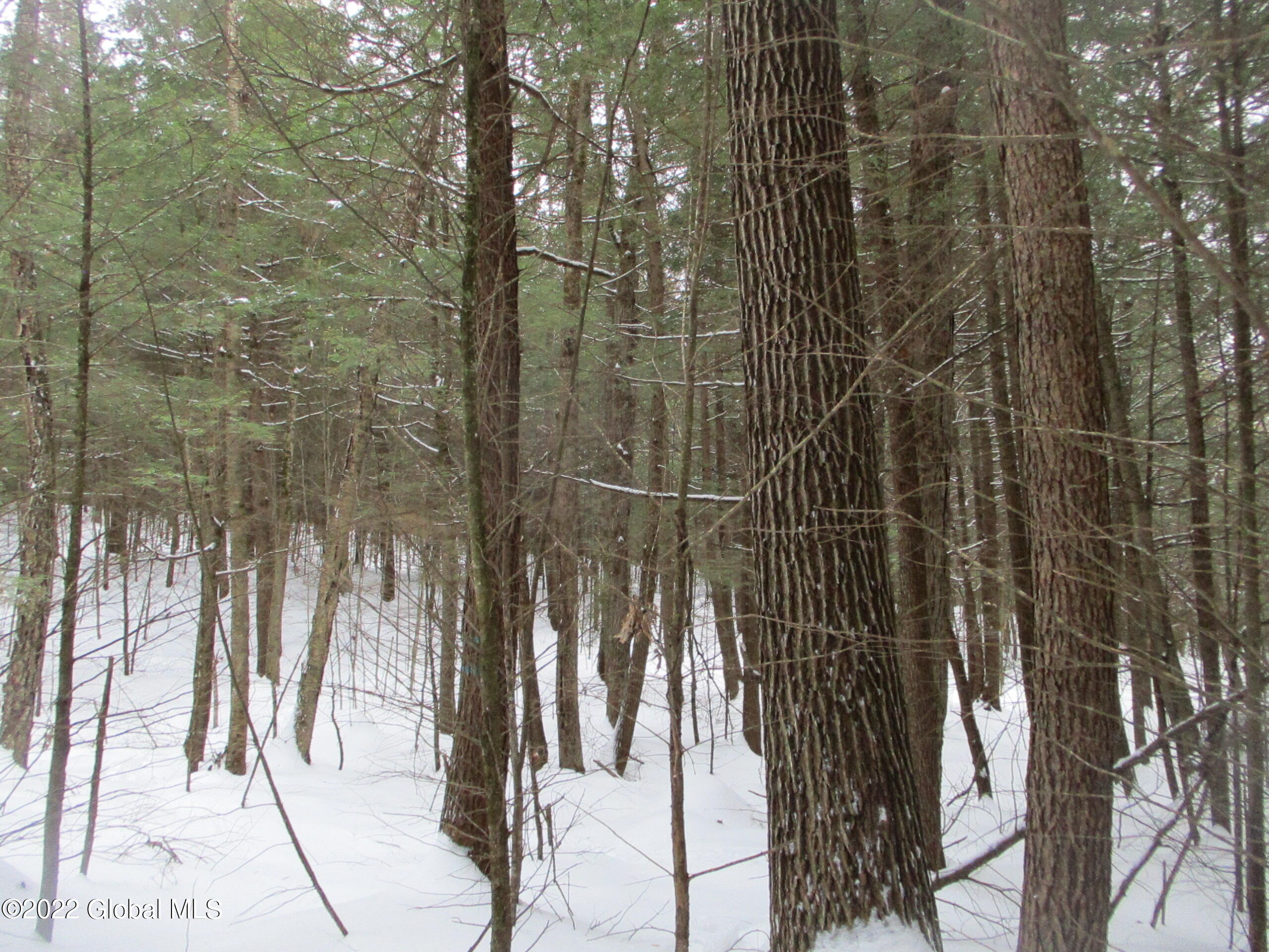 0 River Road Lake Luzerne, NY 12846 - Photo 23 of 32 51 Red Oak & Hemlock