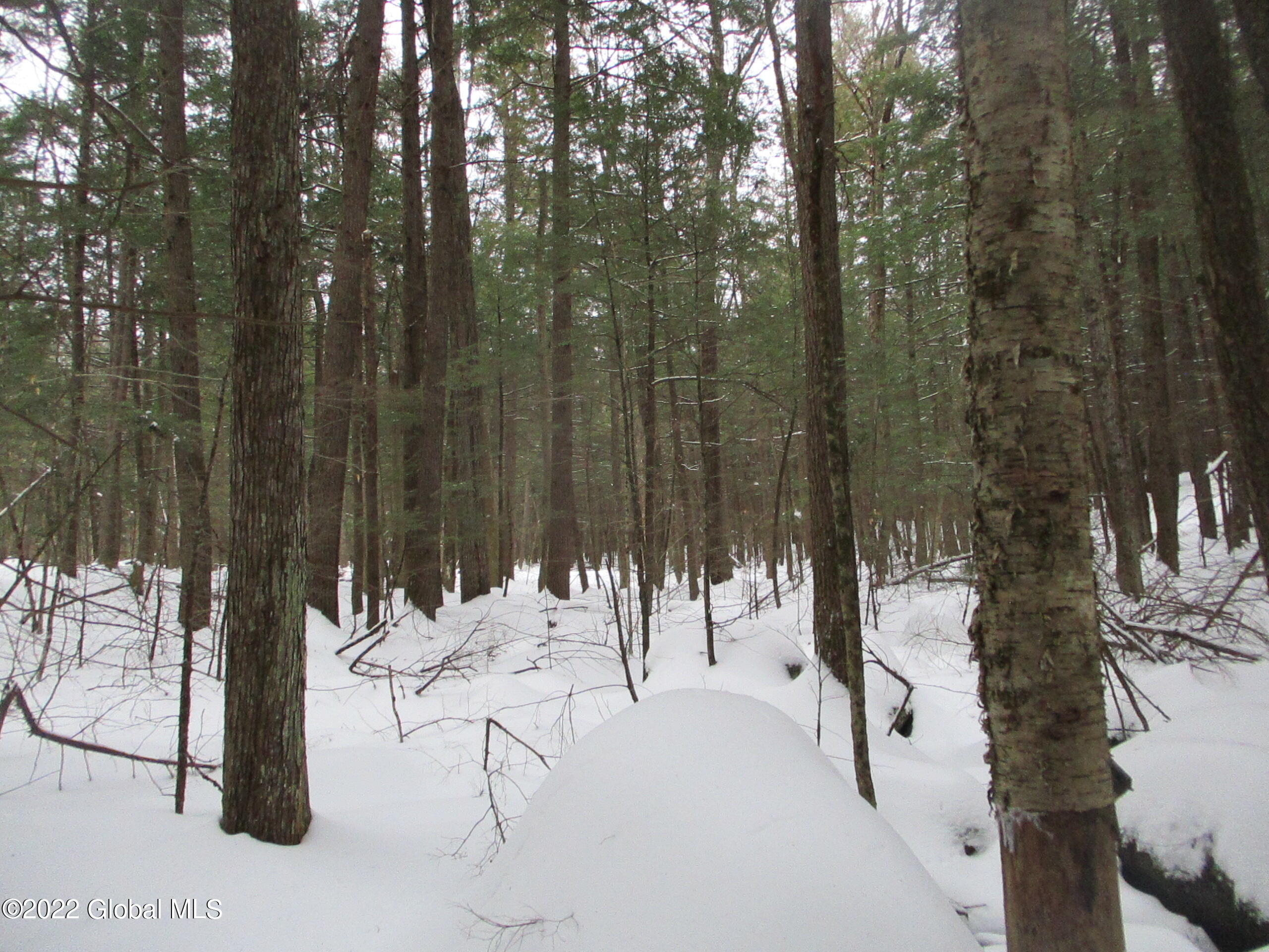 0 River Road Lake Luzerne, NY 12846 - Photo 24 of 32 52 Mature Red Maple