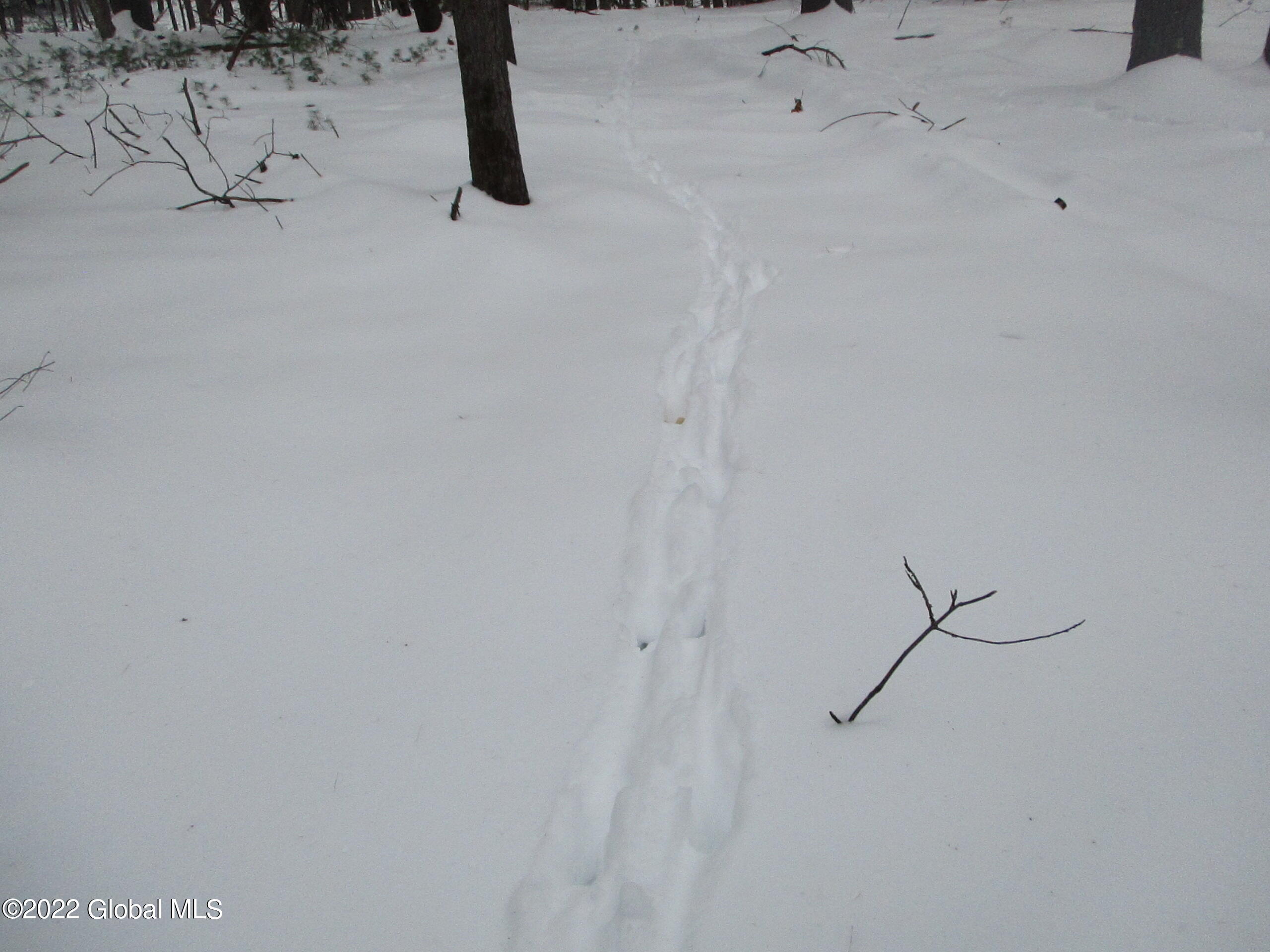0 River Road Lake Luzerne, NY 12846 - Photo 25 of 32 50 Many, Many Deer