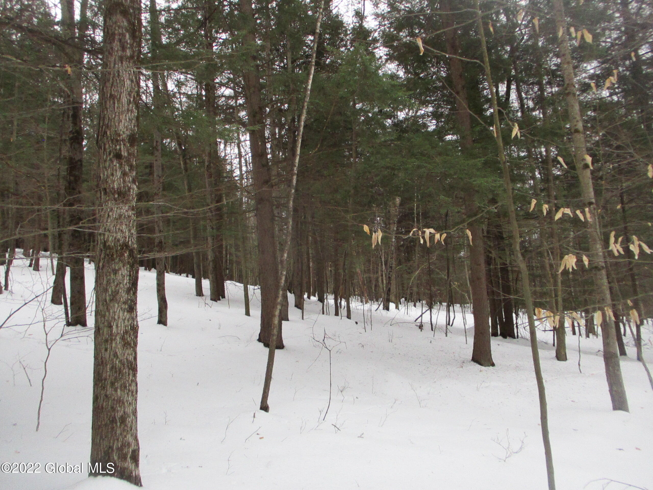 0 River Road Lake Luzerne, NY 12846 - Photo 29 of 32 20 Sugar Maple & Hemlock