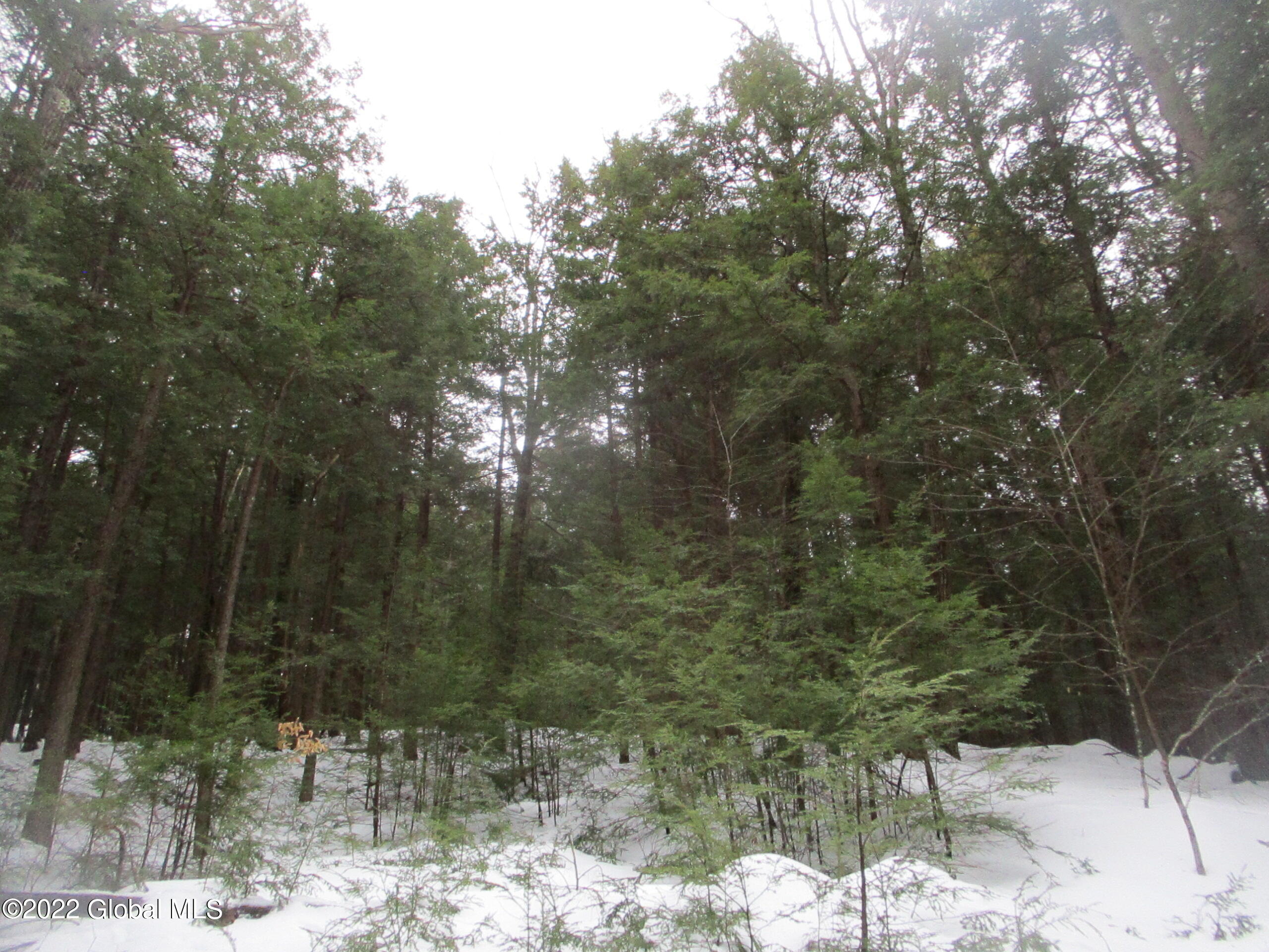 0 River Road Lake Luzerne, NY 12846 - Photo 31 of 32 22 Hemlock Seedlings Resulting from Past