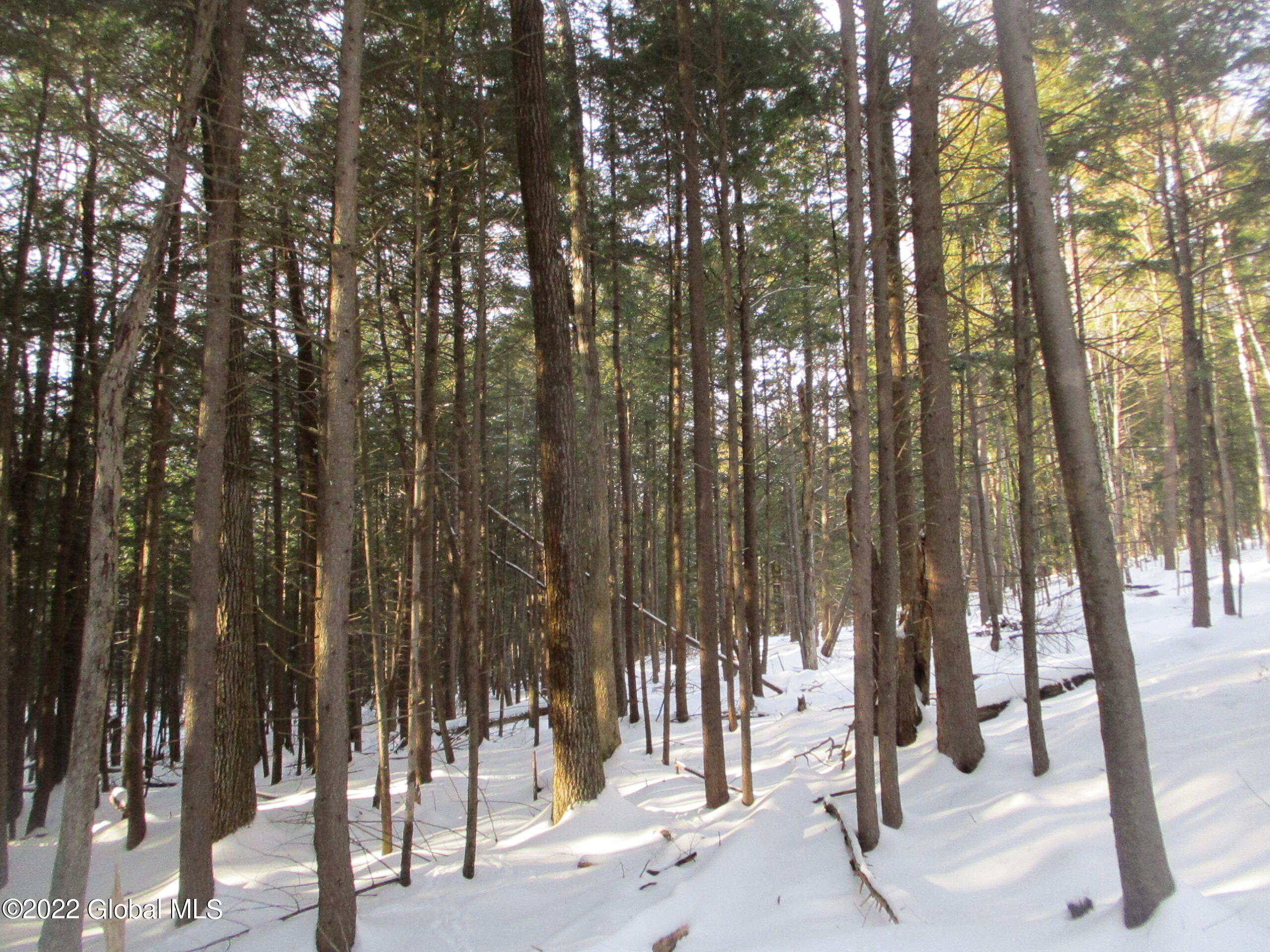 0 River Road Lake Luzerne, NY 12846 - Photo 6 of 32 08 Red Oak, Birch & Hemlock