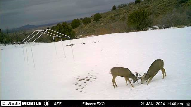 1100 South Deer Pasture Road Fillmore, UT 84631 - Photo 19 of 25 View of snowy yard