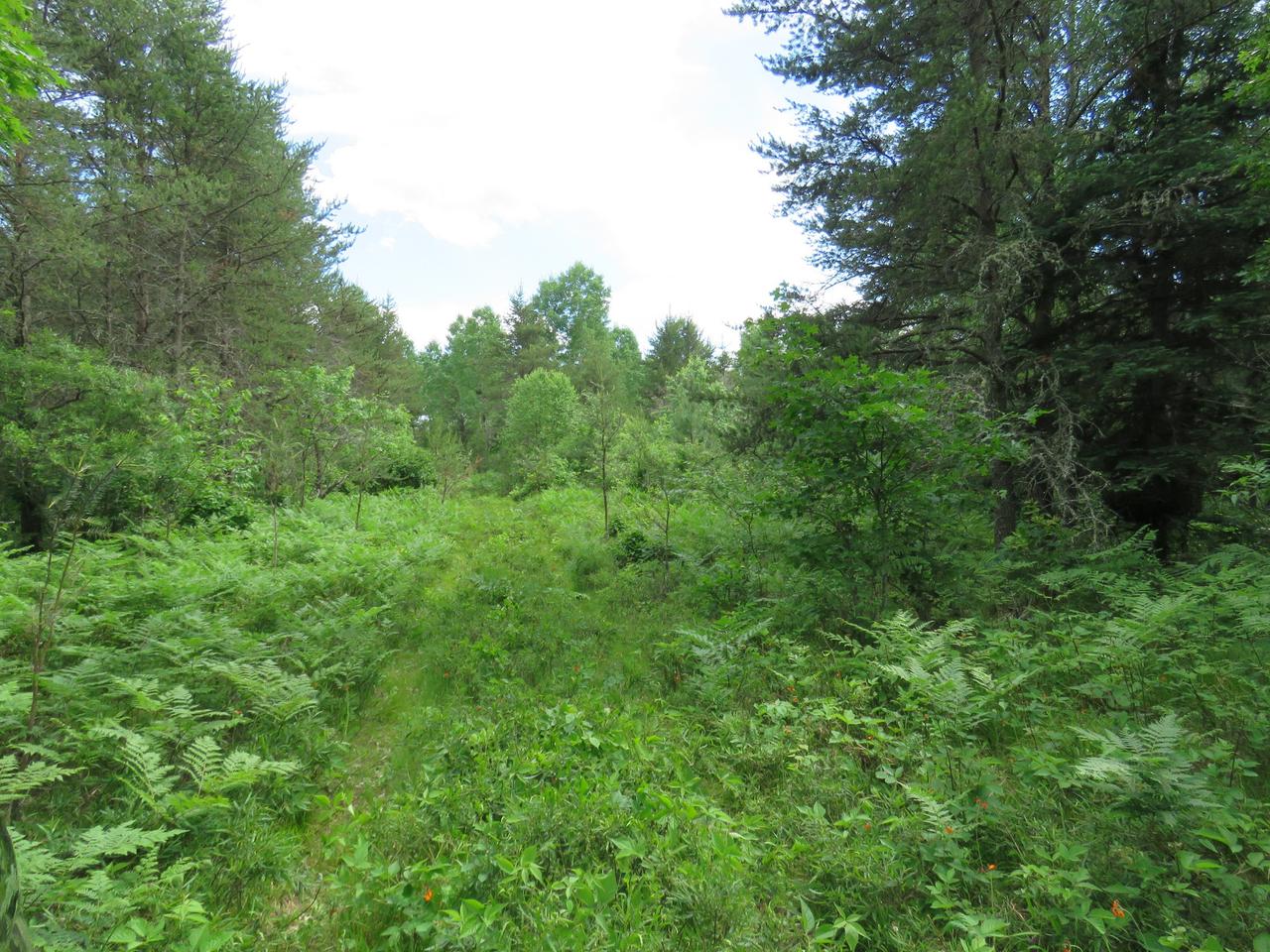 2222 Little Portage Lake Road Land O'Lakes, WI 54540 - Photo 14 of 18 Gallery Image 14