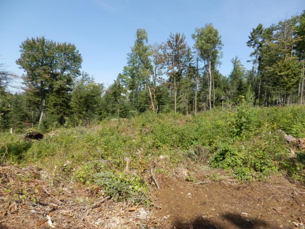 Lot #7 Upper Valley Road Bethlehem, NH 03574 - Photo 15 of 26