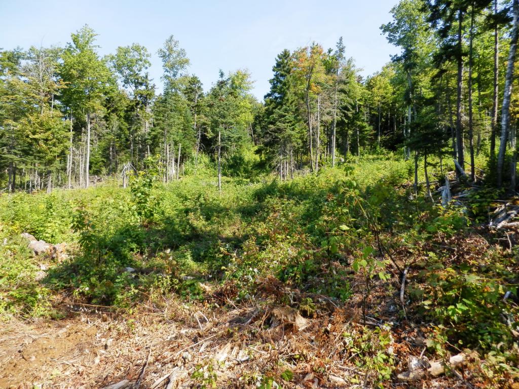Lot #7 Upper Valley Road Bethlehem, NH 03574 - Photo 16 of 26