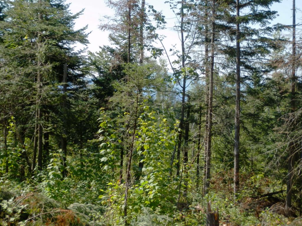 Lot #7 Upper Valley Road Bethlehem, NH 03574 - Photo 8 of 26