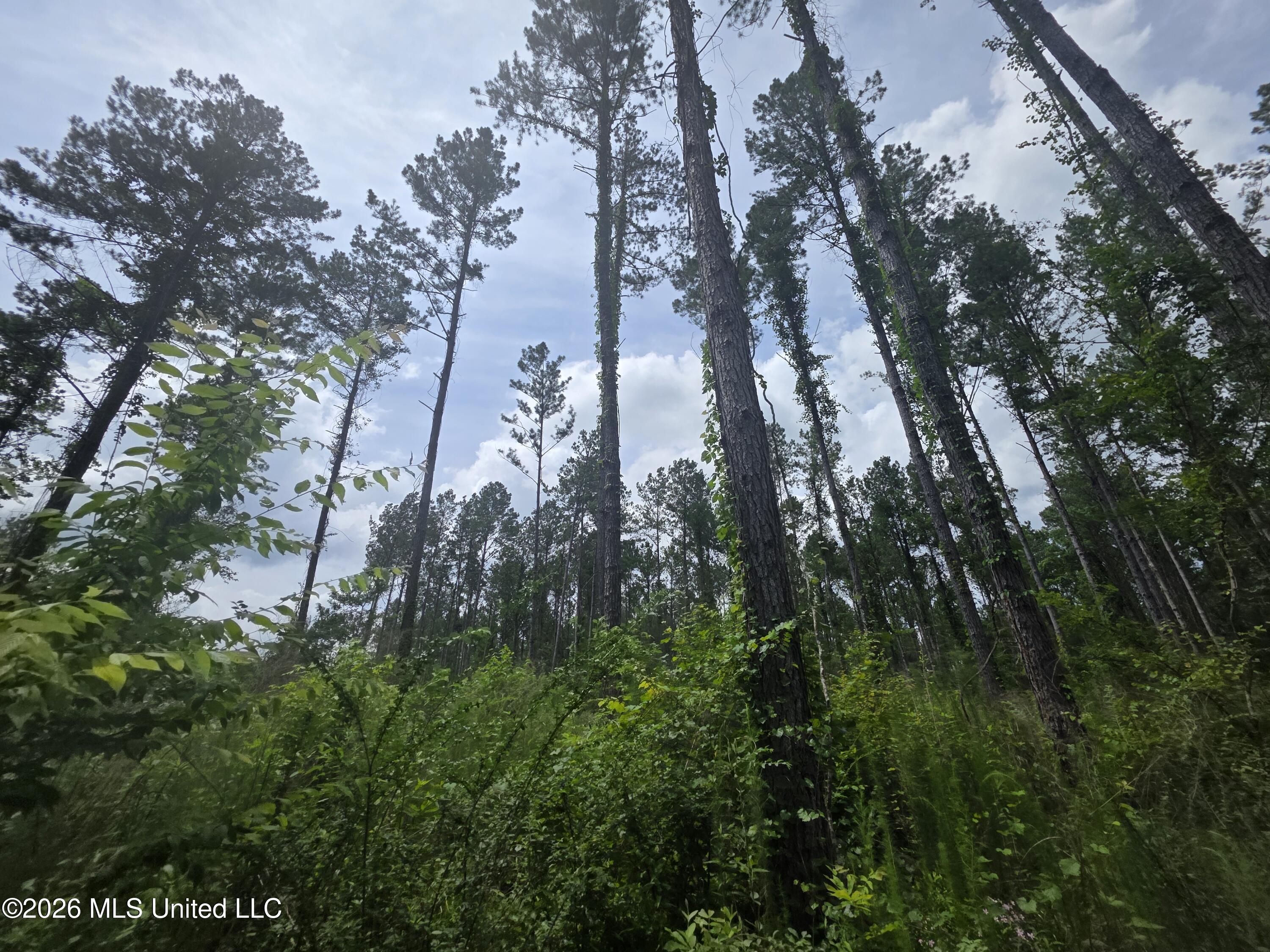 244 Foster Road Sontag, MS 39665 - Photo 64 of 105 35615