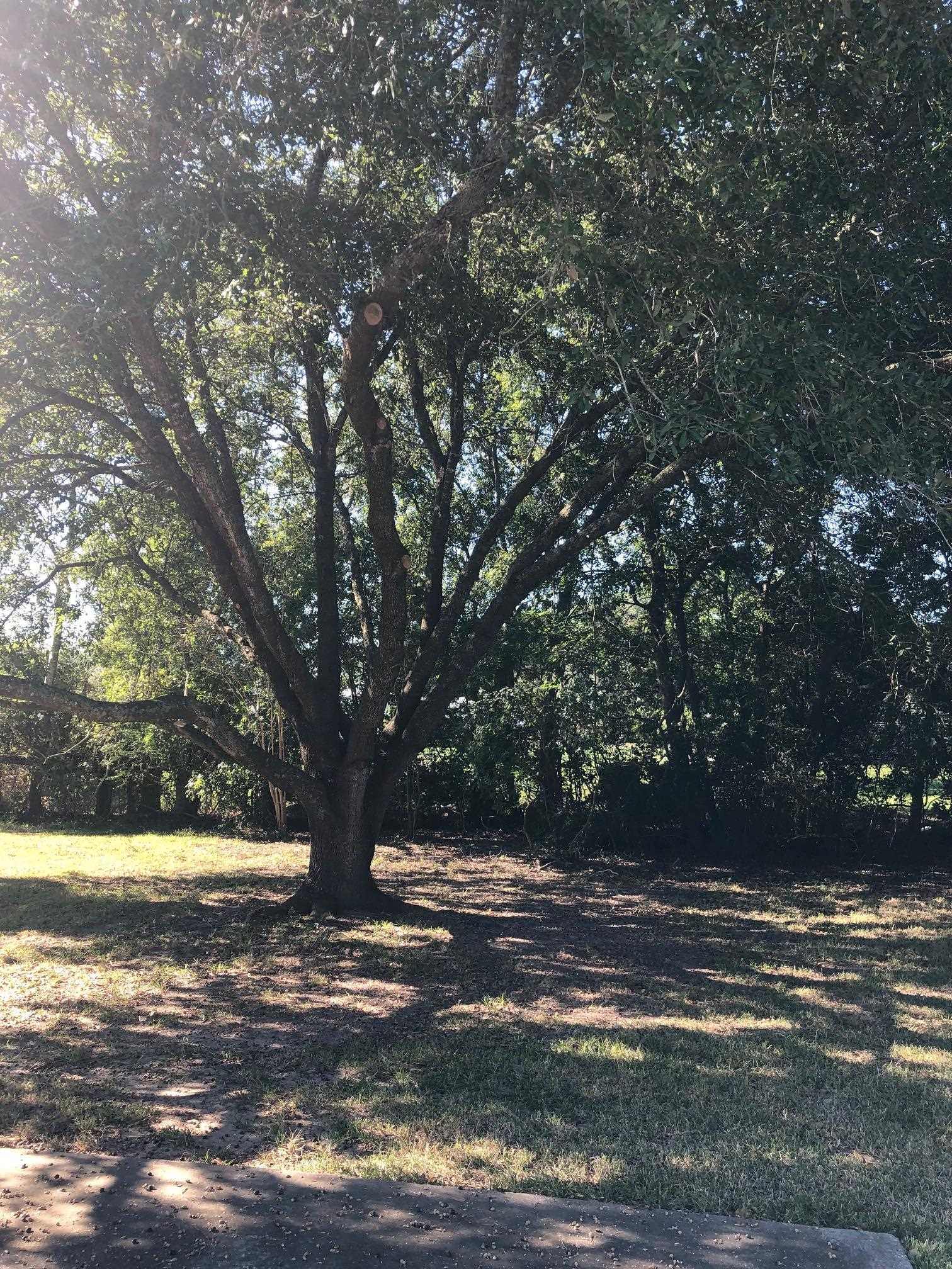 9099 North Park Loop Beaumont, TX 77705 - Photo 21 of 34