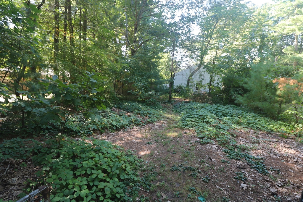 27 Henry Street Sharon, MA 02067 - Photo 19 of 19 a view of a forest with trees in the background
