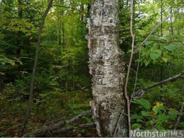 Xxx Nail Creek Road Exeland, WI 54835 - Photo 8 of 12 Gallery Image 8
