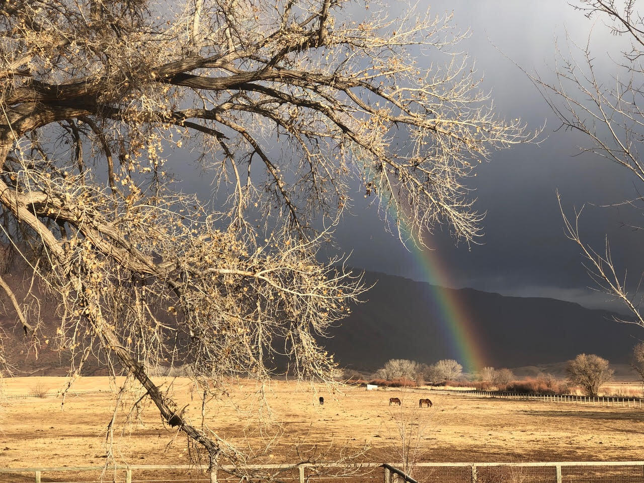 9762 X Road Bedrock, CO 81411 - Photo 2 of 8 Horses in the field with rainbow
