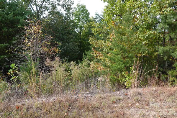 a view of a forest with trees in the background