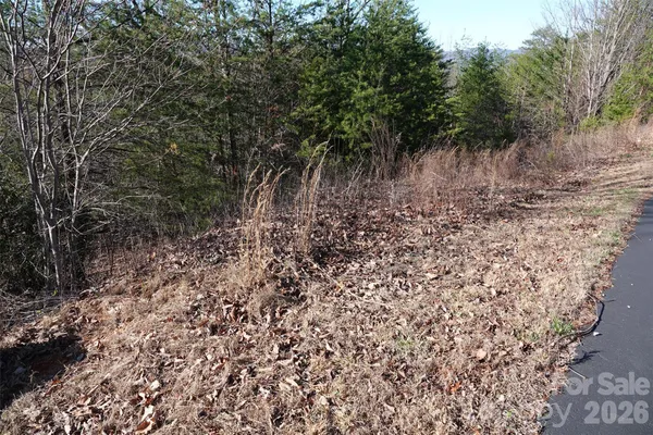 a view of a lush green space