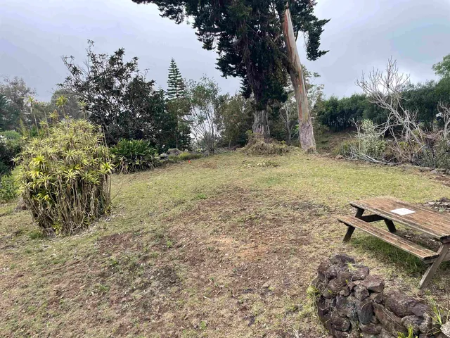 a view of a yard with plants and a bench