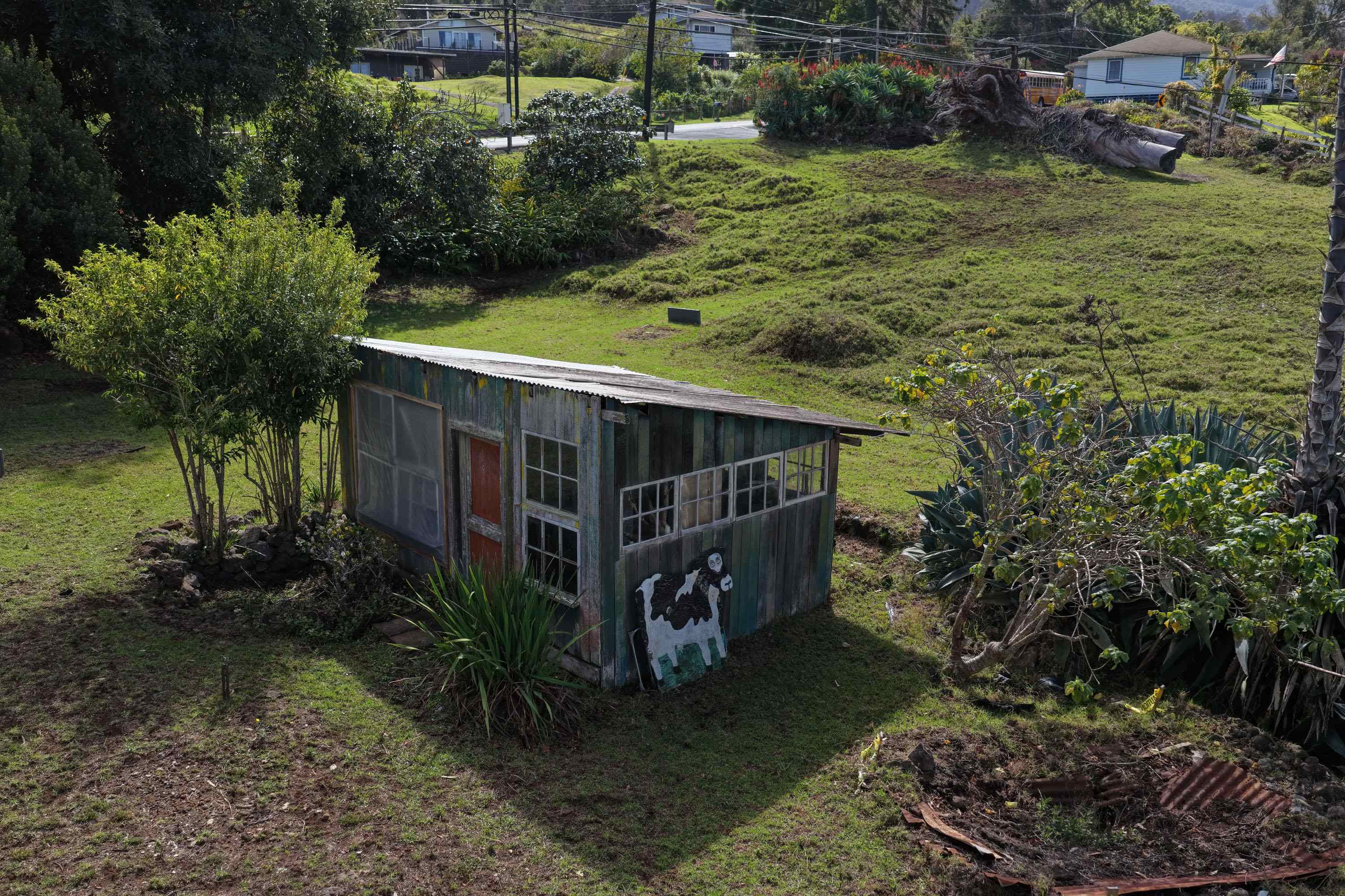 1575 Kamehameiki Road, Unit 1 Kula, HI 96790 - Photo 19 of 37 a view of a backyard with plants
